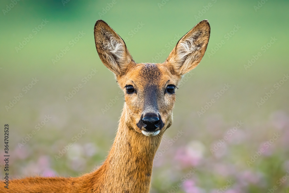 Roe deer doe, capreolus capreolus, standing on meadow looking to the camera. Female mammal staring on field with wildflowers. Close-up of alert wild animal listening.