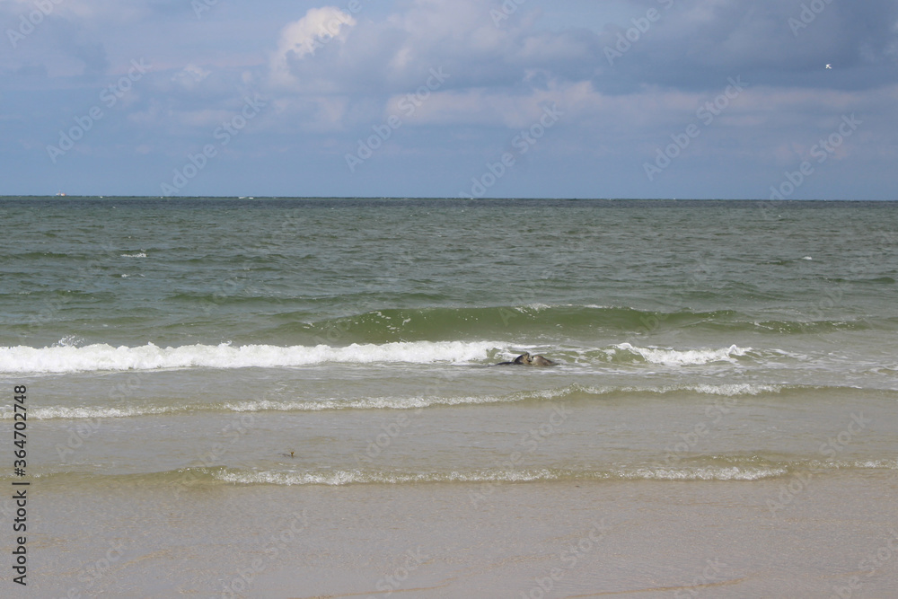 Young seals on the beach. Young seals on the beach.