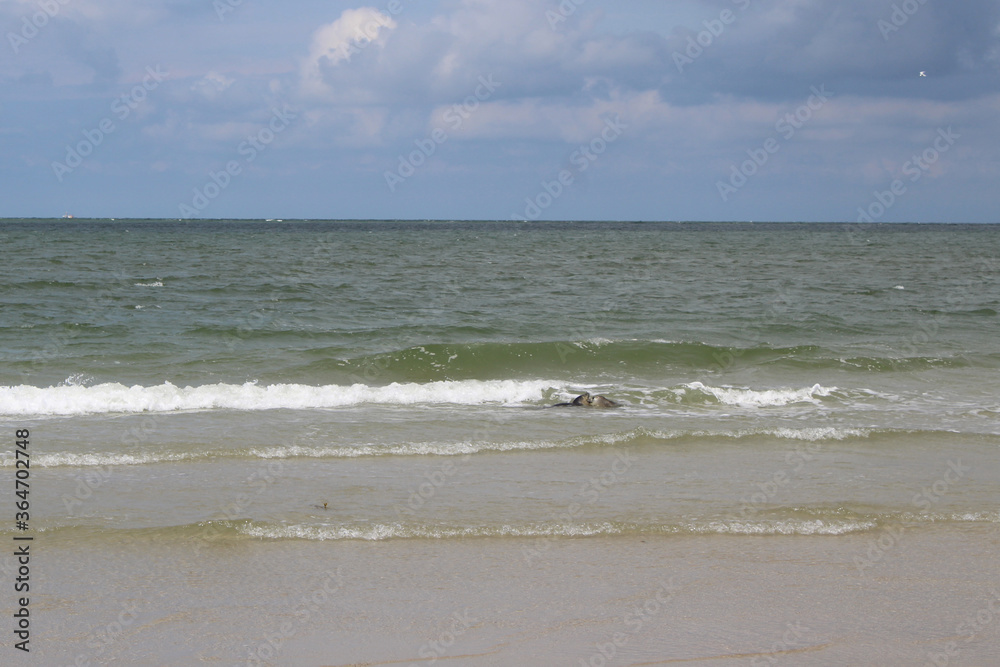 Young seals on the beach.