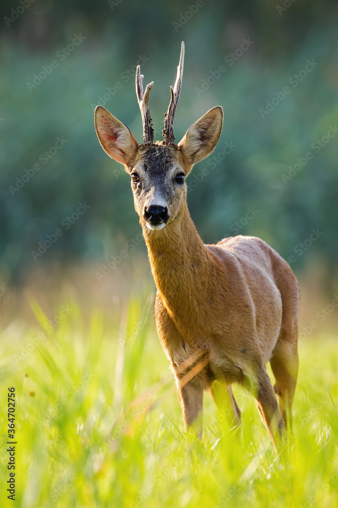 Roe deer, capreolus capreolus, buck standing on grass backlit by evening light from front view. Majestic male animal with antlers in vertical composition on meadow with blurred background.