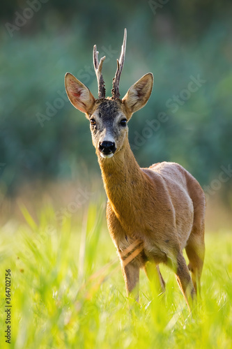 Fototapeta Naklejka Na Ścianę i Meble -  Roe deer, capreolus capreolus, buck standing on grass backlit by evening light from front view. Majestic male animal with antlers in vertical composition on meadow with blurred background.