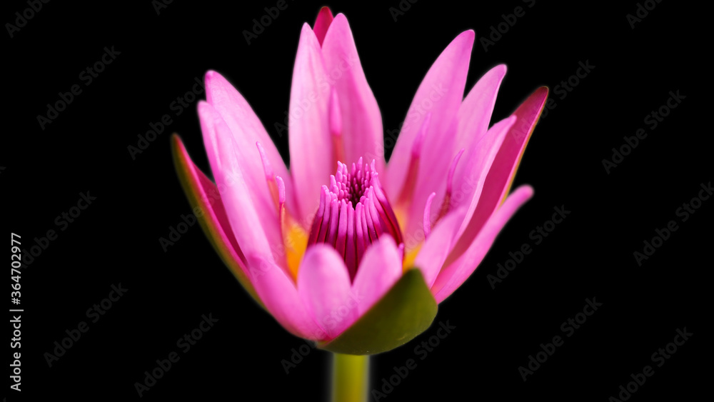 pink and yellow colorful waterlily lotus flower, macro photography of the exotic flora in a tropical botanical garden in Bangkok, Thailand pink and yellow colorful waterlily lotus flower, macro photography of the exotic flora in a tropical botanical garden in Bangkok, Thailand