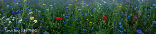 Colorful wildflowers on nature meadow Colorful wildflowers on nature meadow. Habitat for honey bees, insects, and herbs. Large nature background panorama with short depth of focus and space for text.