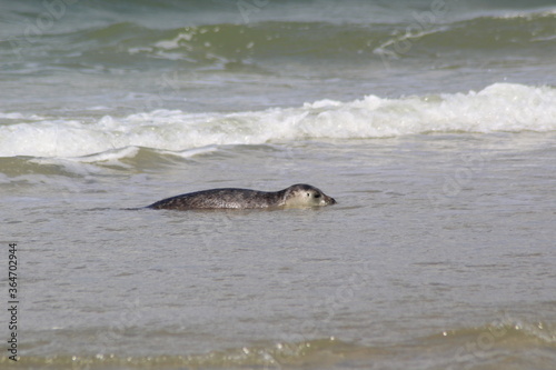 Young seals on the beach. © Marije Kouyzer