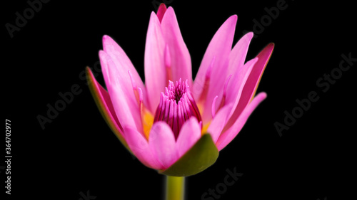 pink and yellow colorful waterlily lotus flower  macro photography of the exotic flora in a tropical botanical garden in Bangkok  Thailand