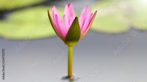 Photography pink colorful waterlily lotus flower in the middle of a pond, exotic flora in a