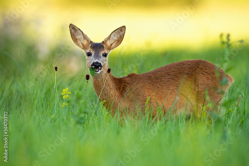 Roe deer, capreolus capreolus, fawn feeding on green grass in summer at sunset. Wild mammal on meadow looking to the camera from side view.