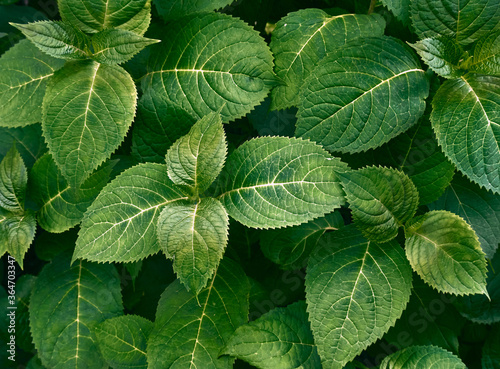 Fresh green background of leaves.
