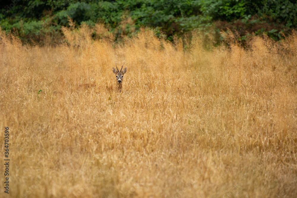 Roe deer in the magical nature. Beautiful european wildlife. Wild animal in the nature habitat. Roe deer rut. Roe deer in the magical nature. Beautiful european wildlife. Wild animal in the nature habitat. Roe deer rut.