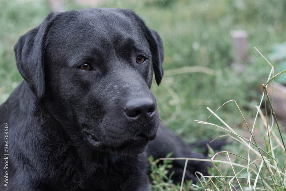 portrait of a black Labrador dog lying on the grass in the garden portrait of a black Labrador dog lying on the grass in the garden