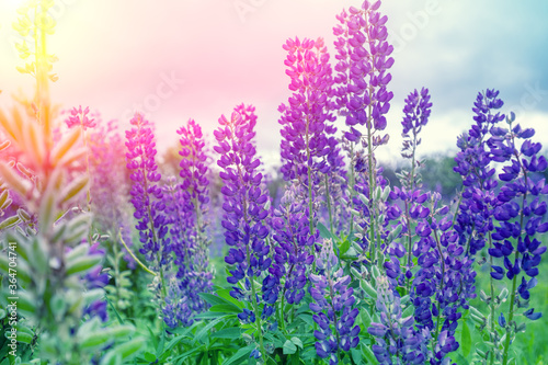 Blooming wild Lupine flowers. Spring flowers nature background