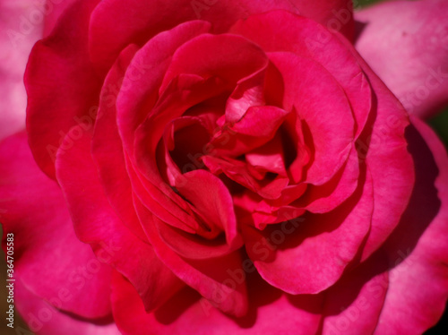 Pink rose in full bloom. Macro photo of opened rose bud. Pink petals background