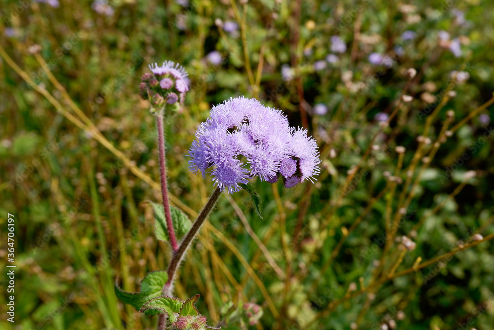 Light blue flowers against a background of green plants Light blue flowers against a background of green plants