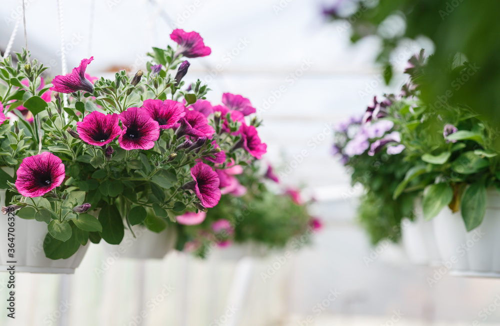 Bright pink petunias in greenhouse. Plants in white pots in daylight in interior