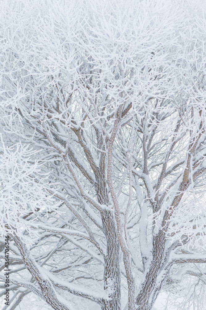 Hoarfrost snow on tree branches at winter Hoarfrost snow on tree branches at winter