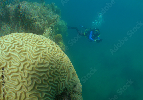underwater coral reef scuba dive caribbean sea Venezuela 