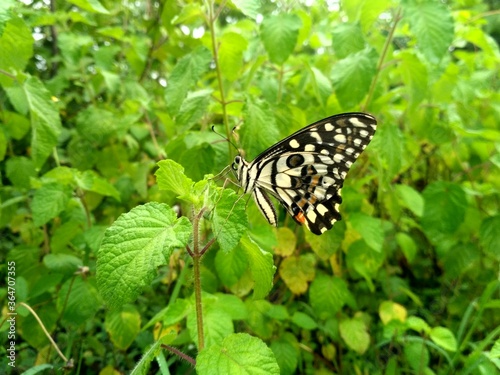 Indian subcontinent butterfly of the green leaf