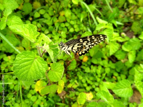 butterfly on a green leaf