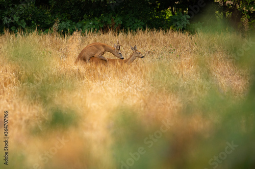 Roe deer in the magical nature. Beautiful european wildlife. Wild animal in the nature habitat. Roe deer rut.