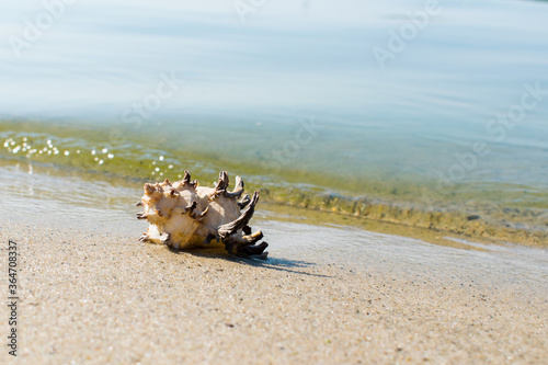 Shell on the sea sandy shore