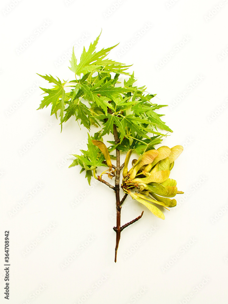 Fototapeta premium Maple tree branch