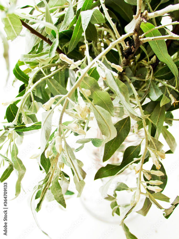 Fototapeta premium Silverberry tree branch