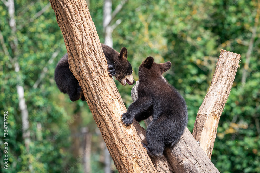 Fototapeta premium Baby black bear playing in the tree