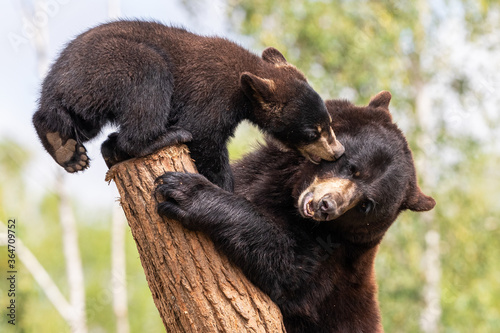 Baby black bear playing in the tree