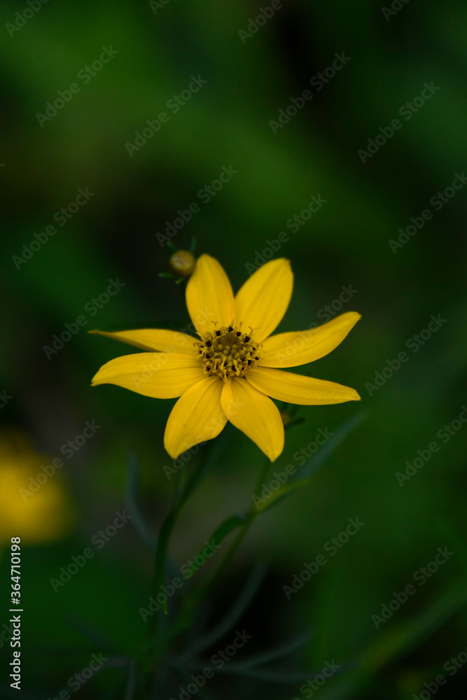 yellow Sun flower on blue background yellow Sun flower on blue background