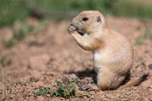 Prairie Dog in the meadow