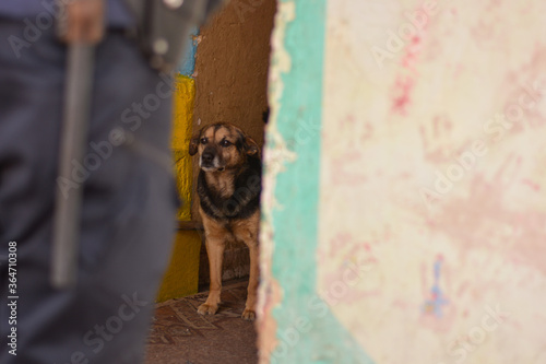 Sad old dog standing in the hall of old house next to the police man guard. Abused dogs in Slovak gypsy village.