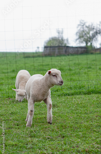 Lamb in a meadow on farm.