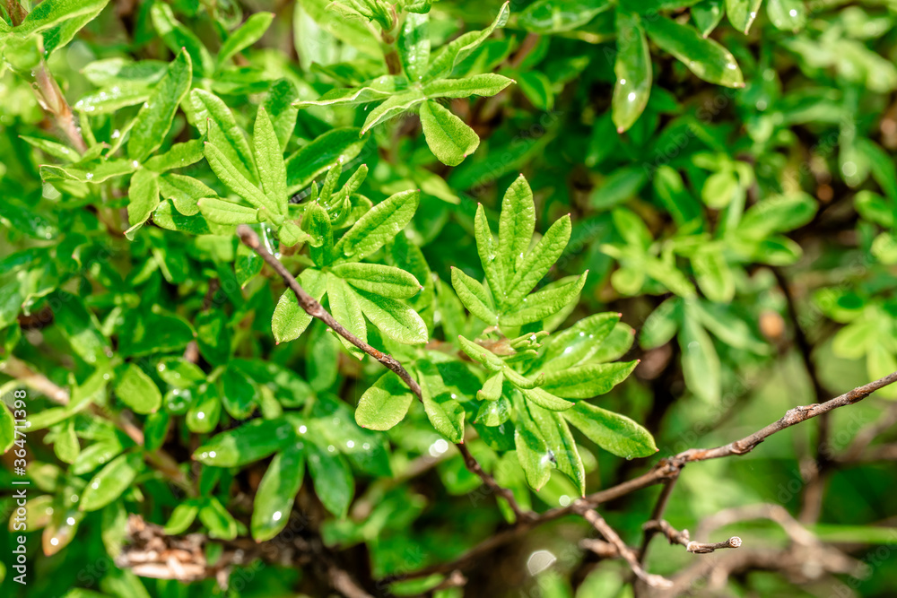 Fototapeta premium Dew on a bright green bush. Drops of water on a green bush