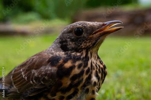 Young thrush bird out of town on green grass. Open beak thrush.