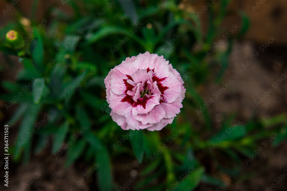 goździk rosnący w ogrodzie 
carnation growing in the garden - obrazy, fototapety, plakaty 