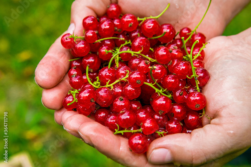 red currant from the garden in your hand © Michał.S-FOTO