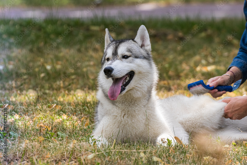 The hostess combs the wool of a beautiful Siberian husky during a morning walk in a city park. A popular breed of dog. Pets. Sunny day. Close-up. The hostess combs the wool of a beautiful Siberian husky during a morning walk in a city park. A popular breed of dog. Pets. Sunny day. Close-up.
