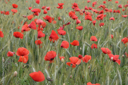 Red poppy field with a rye meadow