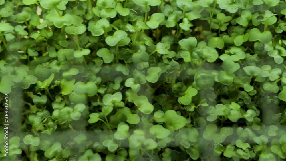 Juicy and young sprouts of micro greens in the greenhouse. Growing seeds. Healthy eating
