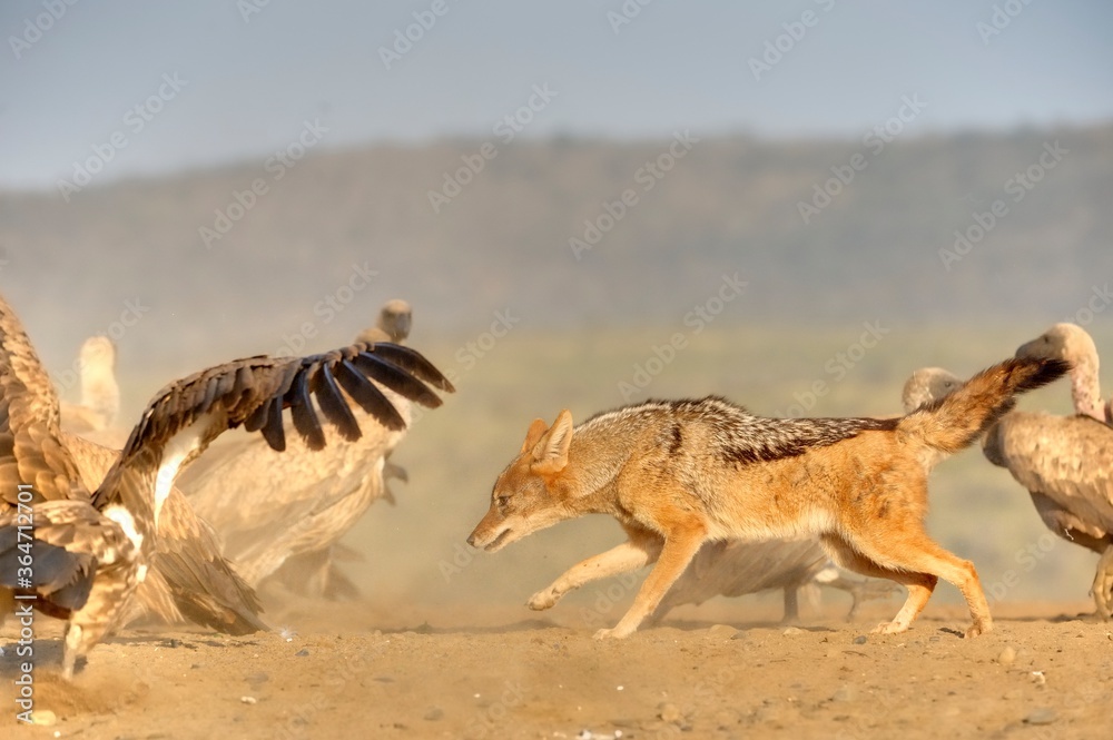 BLACKBACKED JACKAL (Canis mesomelas) BLACKBACKED JACKAL (Canis mesomelas)
