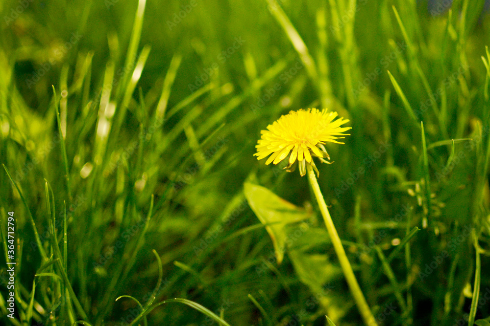Yellow dandelion flowers in green spring grass Yellow dandelion flowers in green spring grass