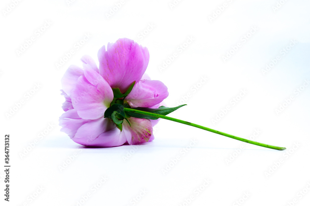 Obraz premium violet flower isolated on white background
