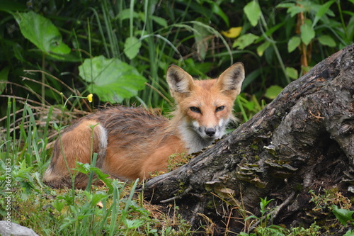 Red fox laying down behind a tree stump at forest edge © Carol Hamilton
