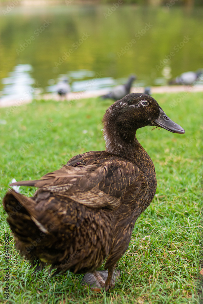 Photo of a black duck walking relaxed in the park Photo of a black duck walking relaxed in the park