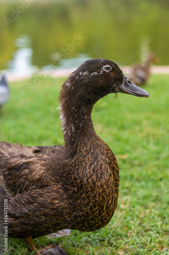 Photo of a black duck walking relaxed in the park