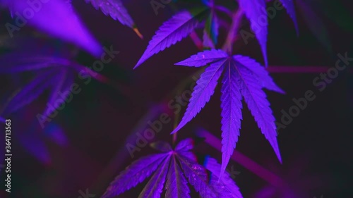 Purple blue cannabis indoors. Growing pot in groutent. Vegetative stage of marijuana growth. Medical marijuana.