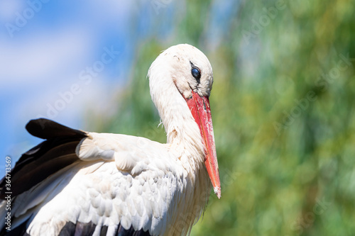 White Stork in the meadow © AB Photography