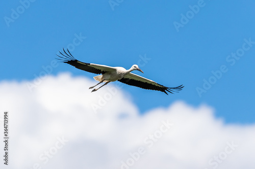 White Stork flying in the meadow