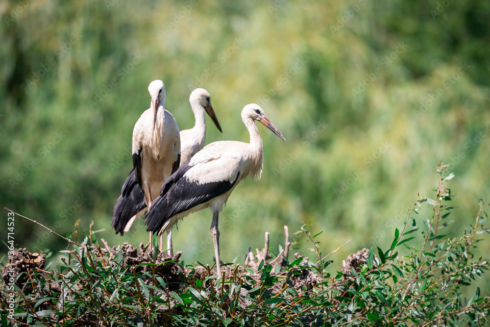 Fototapeta premium White Stork in the meadow
