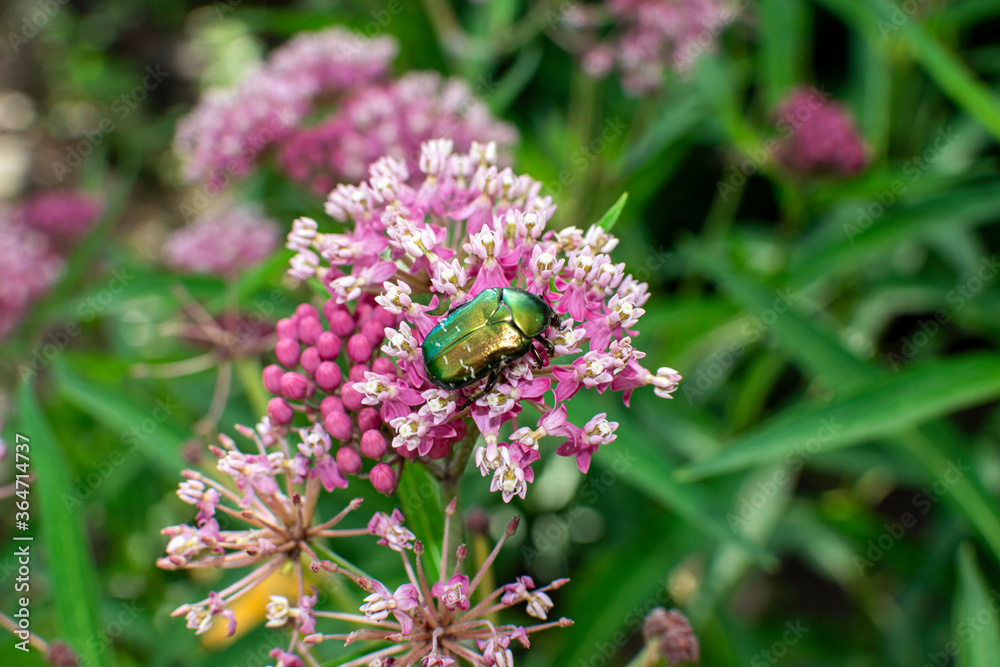Bronze beetle on a flower close-up. Bronze beetle on a flower close-up.